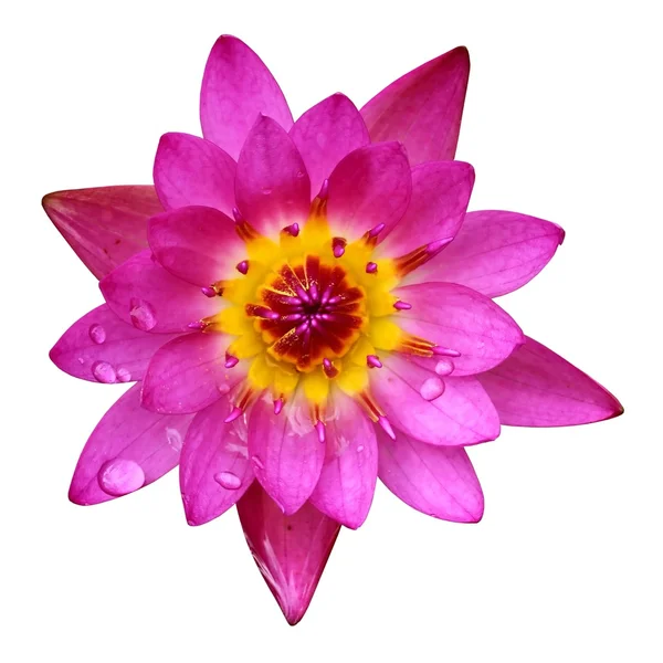 PInk Lotus isolated on white background — Stock Photo, Image