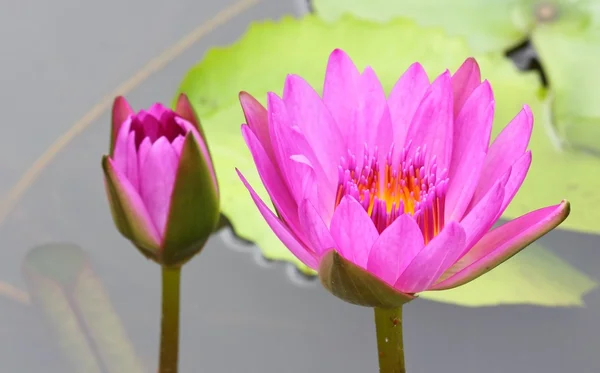 Roze lotus in meer — Stockfoto