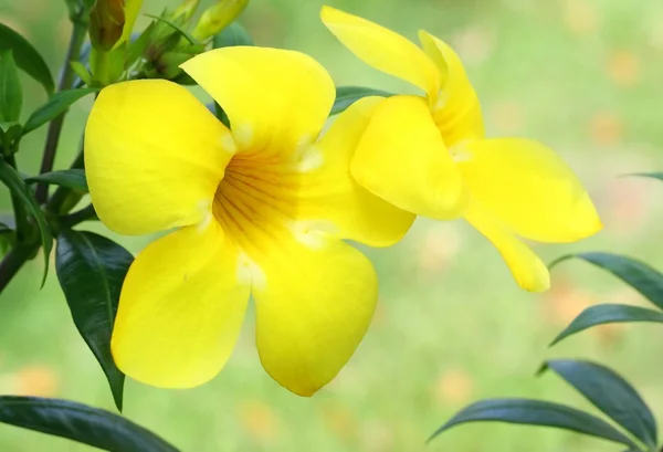Allamanda fleur jaune — Photo