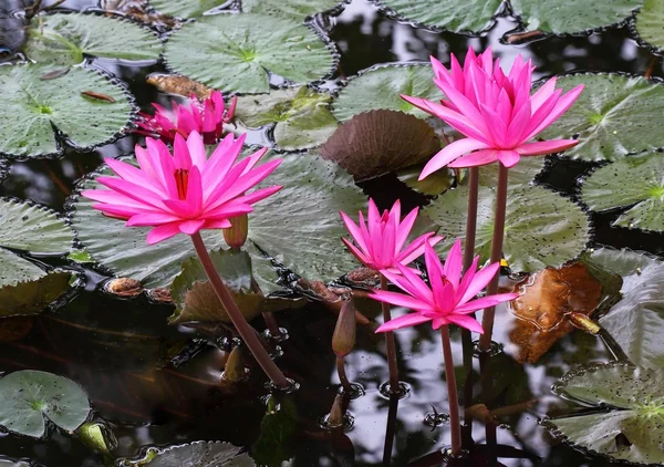 Pink lotus flower blooming at summer — Stock Photo, Image