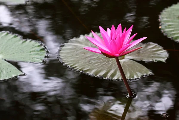 河上的粉红莲花 — 图库照片