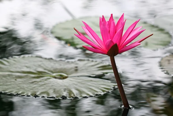 Pembe lotus çiçeği veya gölet üzerinde çiçek açmış nilüfer çiçekleri — Stok fotoğraf