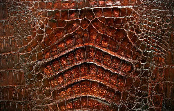 Krokodýlí textura kůže pozadí. — Stock fotografie