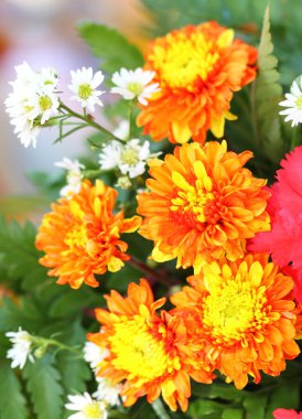 Krizantem ile sığ derinlik-in tarla.