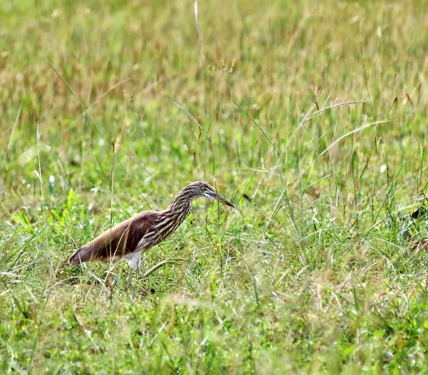 Pták v zeleném poli — Stock fotografie