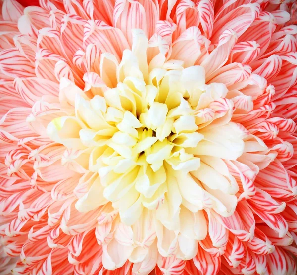 Chrysantheme — Stockfoto