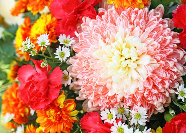 Colorful chrysanthemum — Stock Photo, Image