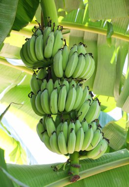 ağaç üzerindeki yeşil muz