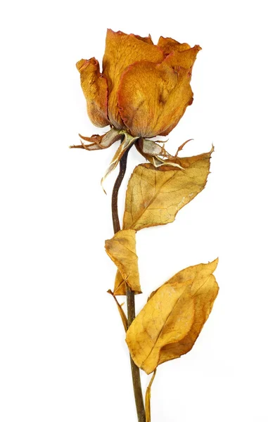 Jednej róży na białym tle — Zdjęcie stockowe
