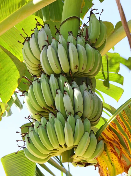 Plátanos verdes en un árbol — Foto de Stock