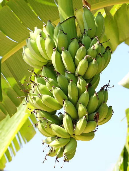 Banane verdi su un albero — Foto Stock