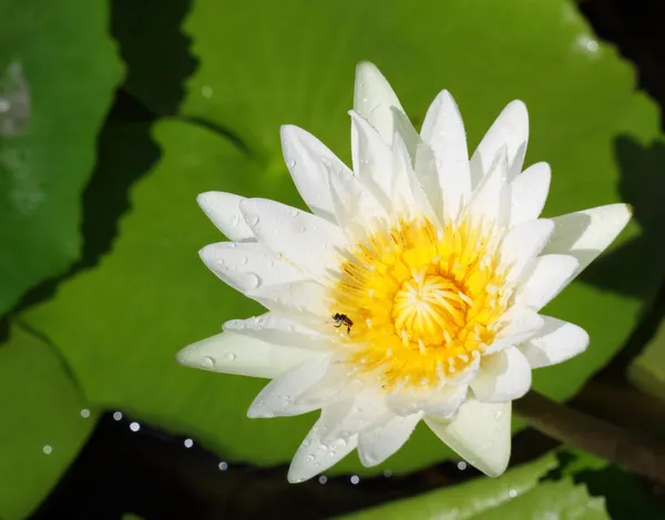 Closeup on white lotus — Stock Photo, Image