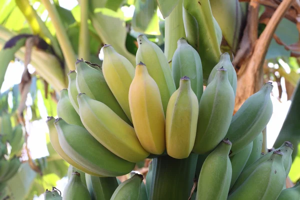 Mazzo di banane di maturazione su albero — Foto Stock