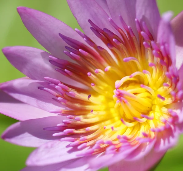 Roze lotus — Stockfoto