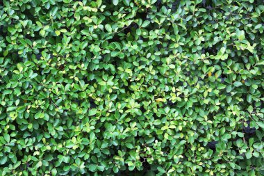 Yeşil Yapraklar duvar arkaplanı