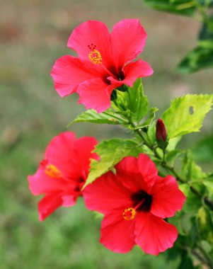 hibiscus çiçeği