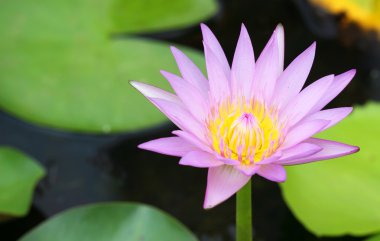 pembe lotus