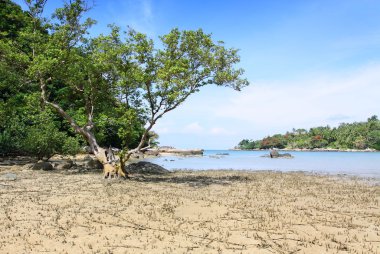 layan beach phuket Tayland plaj büyük ağaç