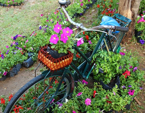 Bicicleta vieja con flores en la cesta delantera, aparcada en la garde —  Fotos de Stock