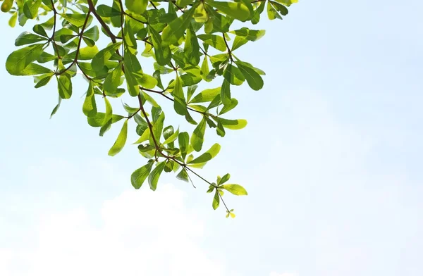 하늘에 대 한 잎 — 스톡 사진
