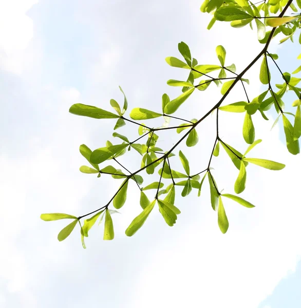 Foglie fresche contro il cielo — Foto Stock