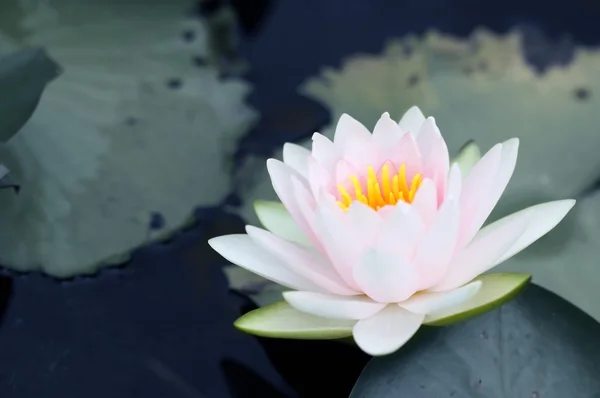 Pink lotus blossom — Stock Photo, Image