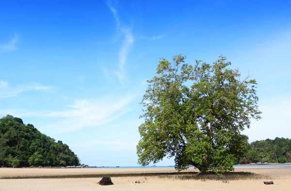 Großer baum am strand von layan beach phuket thailand — Stockfoto