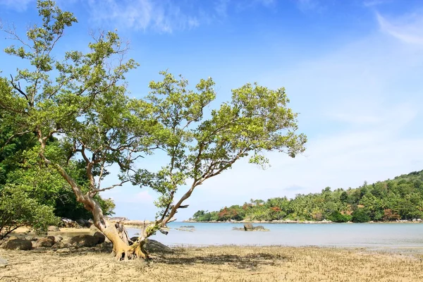 Big tree on the beach at layan beach phuket thailand — Stock Photo, Image