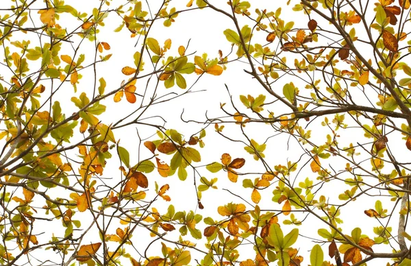 Leaves background — Stock Photo, Image