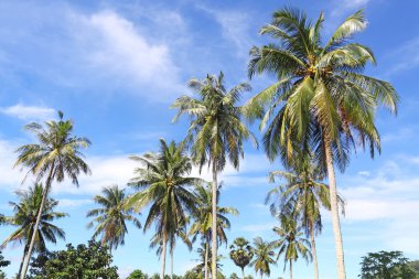 Hindistan cevizi palmiyeleri ve gökyüzü