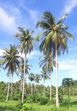 Hindistan cevizi palmiyeleri ve gökyüzü