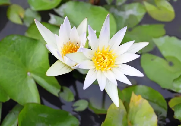 Water lilies among the leaves in the lake — Stock Photo, Image