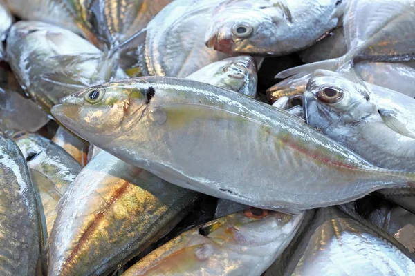 Färsk fisk skaldjur i marknaden närbild bakgrund, Asien, thailan — Stockfoto