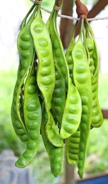 Frijoles apestosos también conocidos como Petai o Sataw del género Pa — Foto de Stock