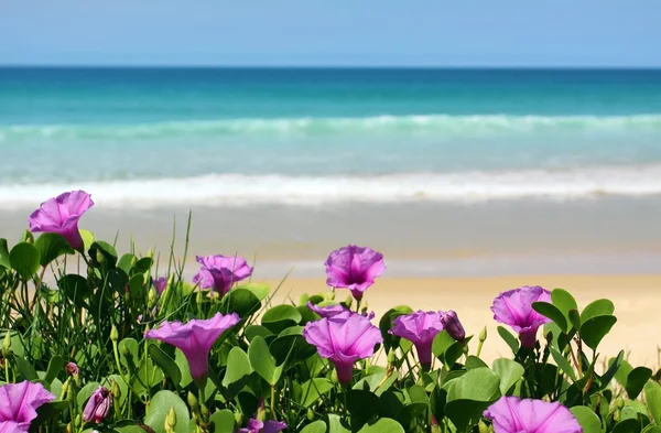 海沿いの紫の花 — ストック写真