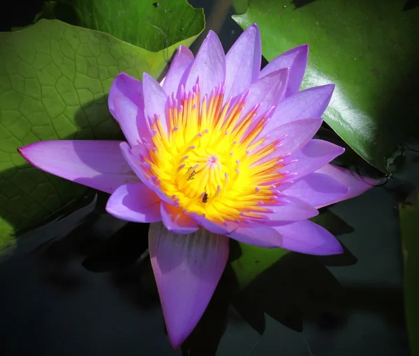 Un loto púrpura en la piscina — Foto de Stock