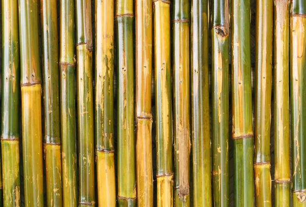 Bamboo background — Stock Photo, Image