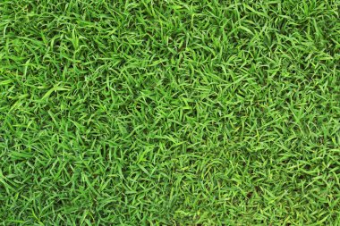 Taze yeşil çimlerin yakın plan görüntüsü