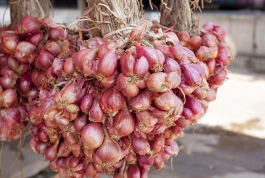 piyasada arpacık, yakın çekim