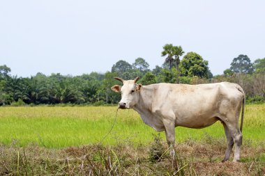 pirinç alan manzara ile beyaz cow ayakta