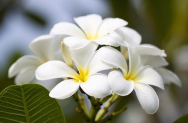 Tropikal çiçekler frangipani (plumeria)
