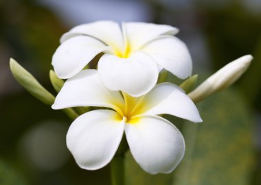 Tropikal çiçekler frangipani (plumeria)