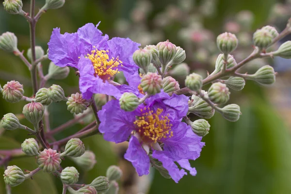 Lila blommor i vild natur — Stockfoto