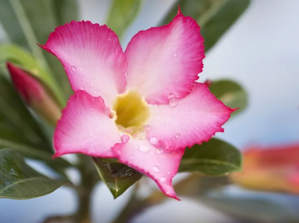 Adenium multiflorum es el más conocido de los adeni sudafricanos —  Fotos de Stock