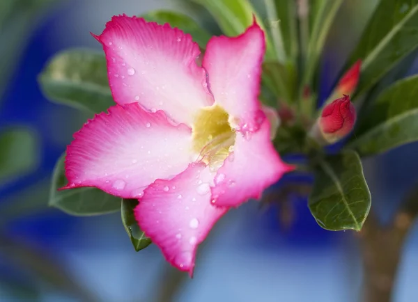 Adenium multiflorum is the best known of the South African adeni — Stock Photo, Image