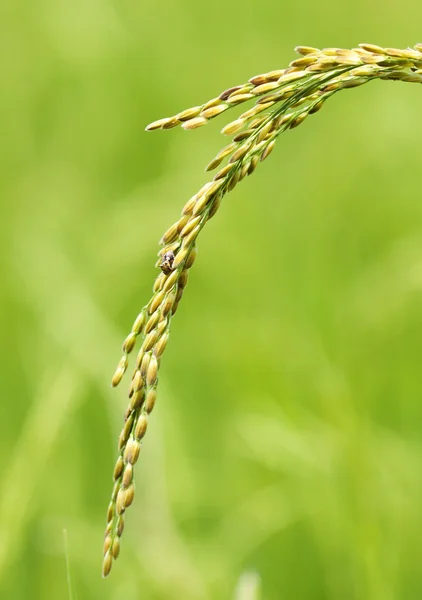 Primer plano del cultivo de arroz — Foto de Stock
