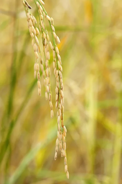 Close up of paddy rice. — Stock Photo, Image