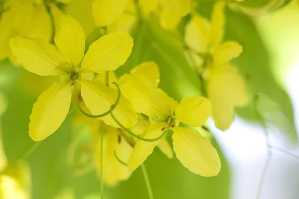National tree of Thailand Golden Shower Tree — Stock Photo, Image