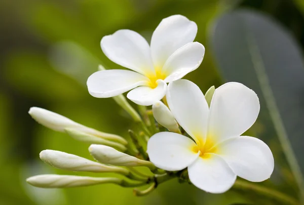 Rama de flores tropicales frangipani (plumeria) — Foto de Stock