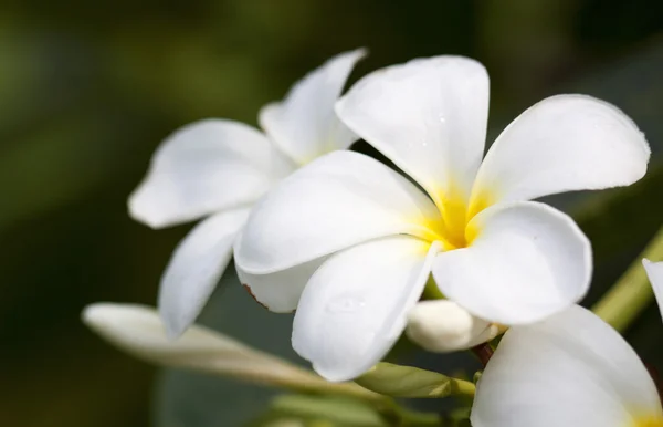 Κλάδος τροπικών λουλουδιών frangipani (plumeria) — Φωτογραφία Αρχείου